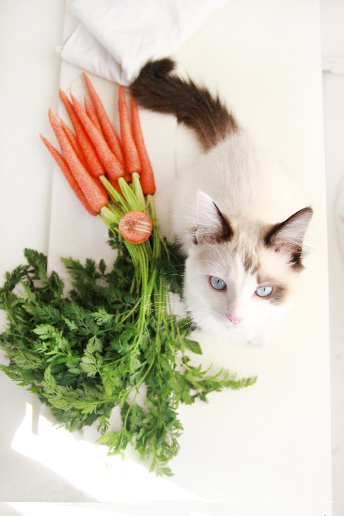 Carrot Cake Macarons